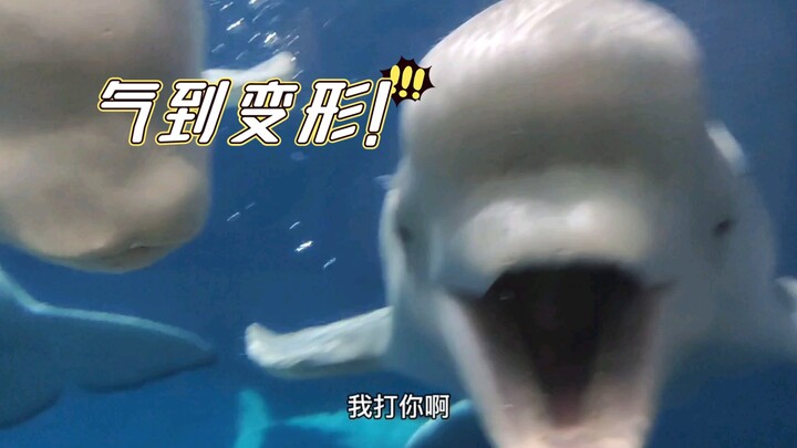 Kalau nggak ada kerjaan suka usilin Paus Putih Kecil! Hari ini di belakang “Liu Liu” ada paus—siap m