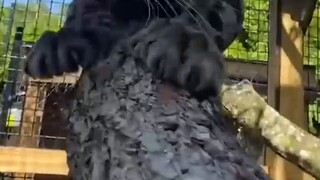 Hãy đến và trải nghiệm niềm vui khi được vuốt ve một chú báo gấm. Hóa ra loài mèo lớn này cũng dễ th