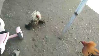 hiraw vs machine kelso