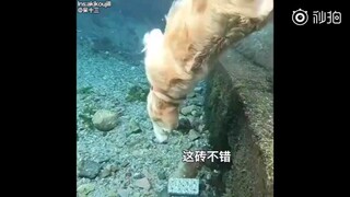 الكلب الذهبي أعجبه لبنة في قاع الماء، وحاول بشتى الطرق أخذها معه، وكان مثابرًا جدًا.