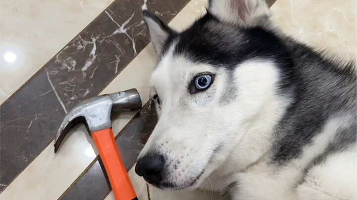 กระบวนการฝึกให้ฮัสกี้เชื่องโดยมนุษย์