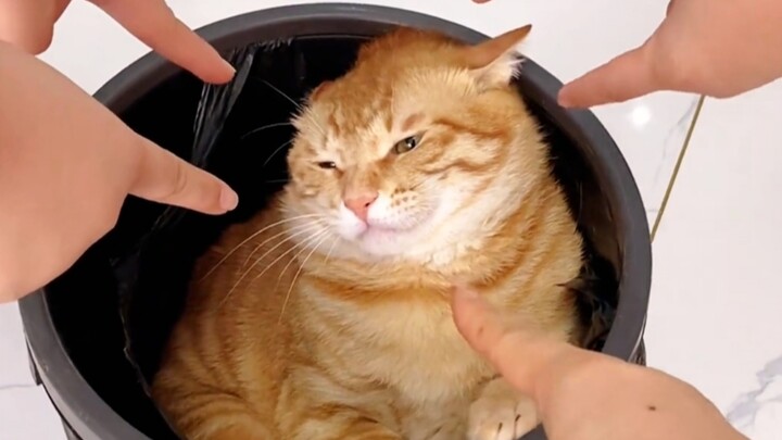 A wise cat knows when to yield!