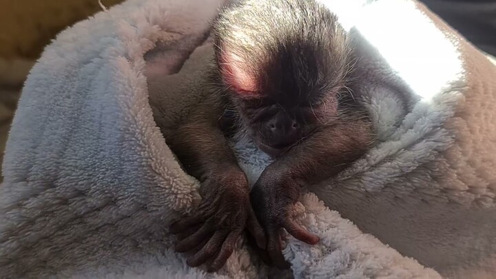 Monkey born , look at those hands!