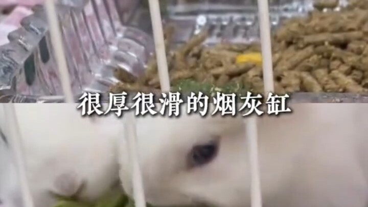 How did rabbits manage to become so popular?