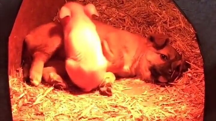 What bad intentions could a little puppy possibly have? It just wants to grow up alongside the littl