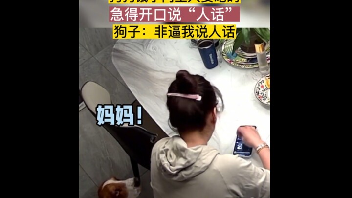 น้องหมาหิวจนต้องขออาหารจากเจ้าของ ถึงขั้นพูดเป็น “ภาษาคน” ได้แล้ว! สัตว์เลี้ยงน่ารัก หมา