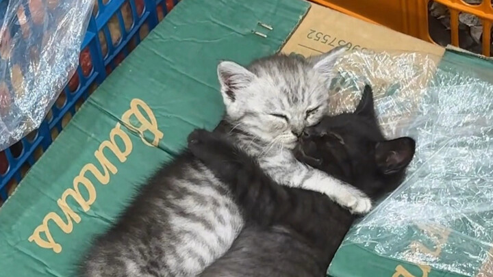 เรามาเมี๊ยวๆ ไปด้วยกันตลอดชีวิตเลยนะ