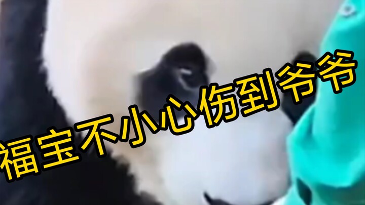 Fubao mengira sedang bercanda dengan kakeknya, tapi tanpa disadari ia malah melukai kakeknya #Tanpa 