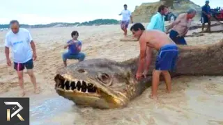10 Videos Real Strange Creature In The World 2016 - YouTube