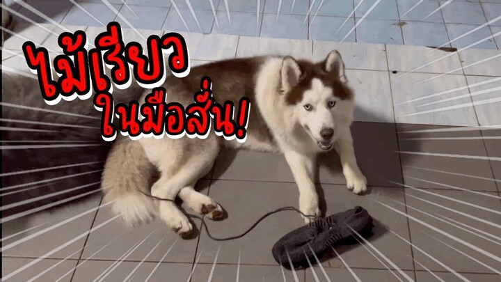รองเท้าสำหรับข้าวเหนียวก็เหมือนของเคี้ยวเล่นอะครับ