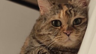 Why does my cat not let me touch its paws before bedtime?