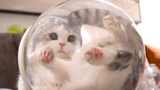 The owner made a transparent cat bed by himself, and the cat's base can be seen clearly!