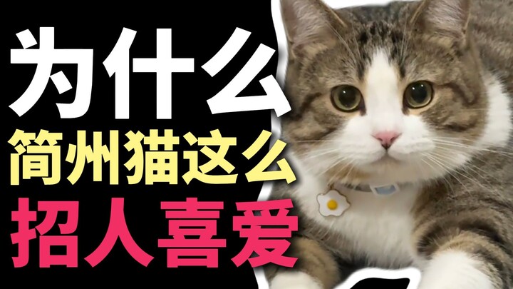 Mengapa kucing Jianzhou begitu digemari?