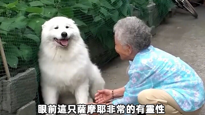 تبنّتها جدّتها منذ صغرها، وكردٍّ للجميل على سنوات الرعاية والحنان، قامت ساموي بعشرات التصرفات المؤثر