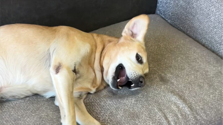 Cangkir anjing ini kayaknya dipasang terbalik~~