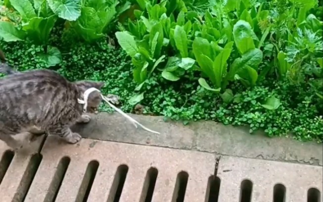 Maaf, seharusnya aku tidak melemparkan mie ke kepalamu