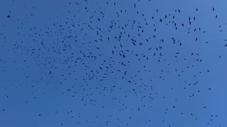 ماذا؟ ألا تستطيعون الرؤية!