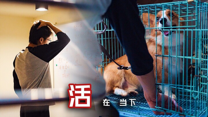 [Transformasi Besar untuk Anjing Bermasalah] Corgi Suka Menggigit Sampai Sulit Dilihat, Kebiasaan Bu