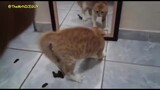 [Hài hước] Mèo: Sao tui xấu đau xấu đớn vậy ta?? 