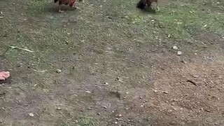 bantam warrios