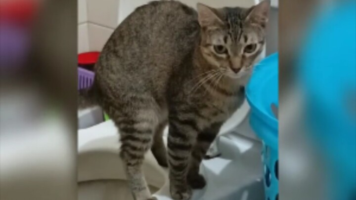 Cat: Owner, I won’t use paper to wipe myself—can you understand that?