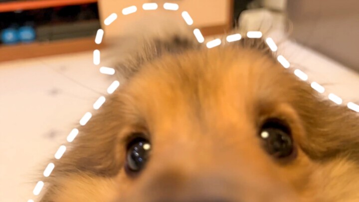 “Hoàn Hình Điền Cẩu” 19