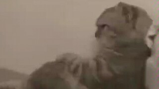 Cat: I have a temper too!