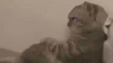 Mèo: Tôi cũng nóng tính lắm!