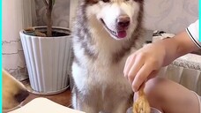 Funny Dog Talks Alot