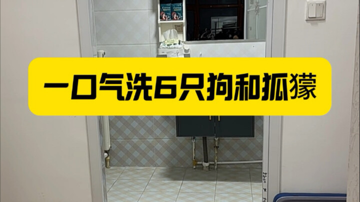 Đại chiến tắm rửa! Lần tắm đầu tiên ở nhà mới #Thú cưng dễ thương #Bảng điểm hành vi khó hiểu #Chó c