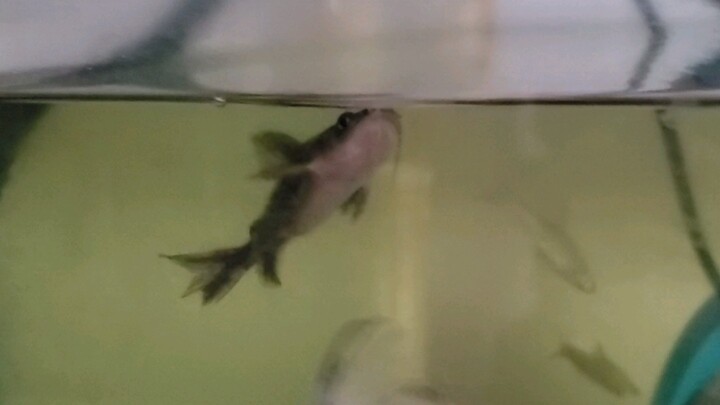 Yellow catfish that survived for over two months on the oil film of noodle soup