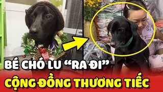 Chú chó Lu 13 tuổi "RA ĐI" khiến cộng đồng tiếc nuối 😢 | Yêu Lu
