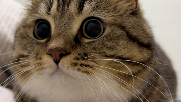 Kucing kecil memperbesar pupilnya