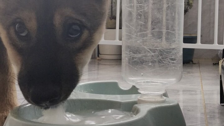 Chó con: Sao nước này uống hoài không hết vậy?