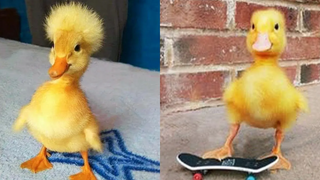 Super Cute and Funny Duck Videos Compilation| CuteVN