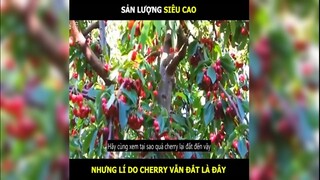 Sản lượng siêu cao, nhưng lí do gì mà Cherry vẫn đắt | LT Review