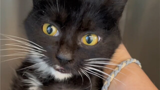 Da bị rạch và chiến binh mới của Học viện Mèo Đức, đều là những chú mèo chịu đựng giỏi.