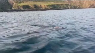 that was too close, a man almost eaten by a shark