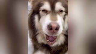 Mon Said :” Mày làm chủ kao hơi lâu rồi á “ 🤣alaska cún pet dog chó_cưng memeface