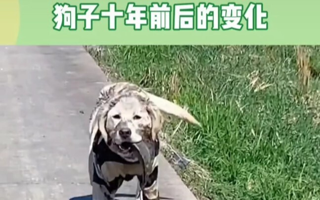 Mười năm thời gian, đã biến chú chó rau củ ngày nào thành thao tác vương giả như hiện nay!!! #Giải t