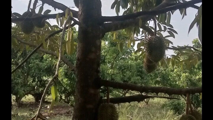 ต้นทุเรียน