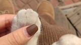 Binatang|Cakar Kucing Sangat Menyenangkan