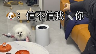 Khi bạn mua cho cún con một bộ đồ kinh dị Chucky (hôm nay có cuộc tranh tài của các ông bố chó)