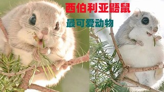 Hewan paling lucu di alam, tupai terbang Siberia, putri kecil di dunia tupai terbang.