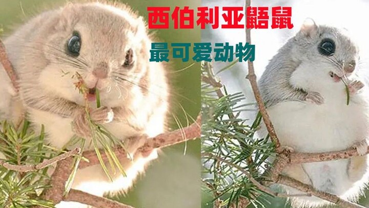 Hewan paling lucu di alam, tupai terbang Siberia, putri kecil di dunia tupai terbang.