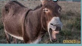 Cat Gets a Surprise Facial – Hilarious Moment!