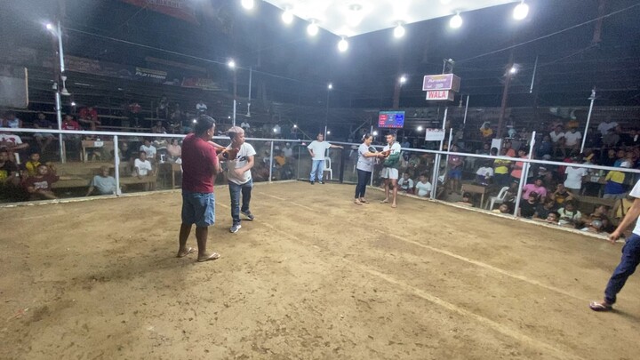 2.2m ilimenation, 5 cock- bullstag derby (win)