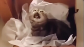 The confusing and laughing behavior of sneezing