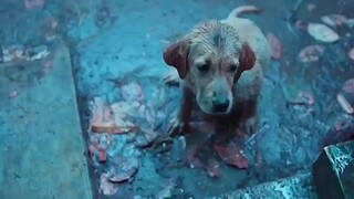 因为一个不经意间的举动，狗狗用尽了一生去回报 "狗狗