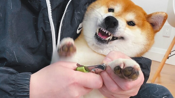 柴犬：商量一下，能不能别剪指甲了！
